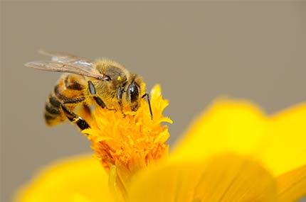 Nahaufnahme einer Biene, die auf einer gelben Blüte Nektar sammelt