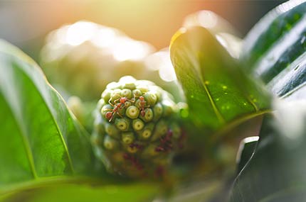 Nahaufnahme der gelblich-grünen Noni-Frucht mit unregelmäßiger Oberfläche