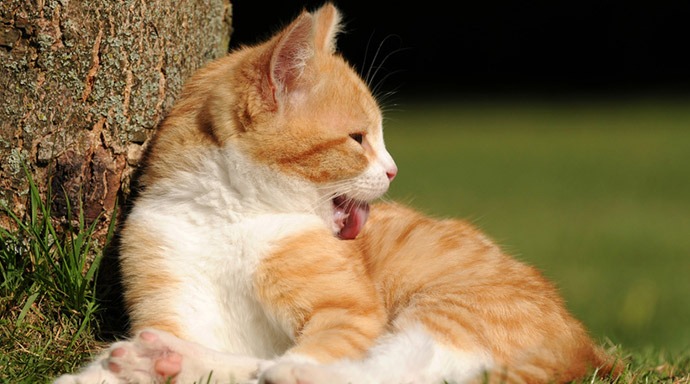 Fellpflege f&uuml;r die Katze