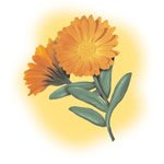 Ringelblume Hautpflege