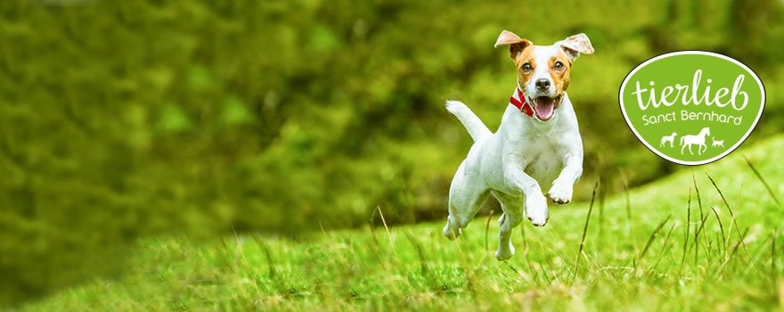 Παράσιτα & τσιμπούρια