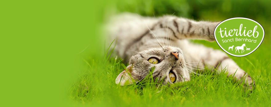 Ανοσοποιητικό σύστημα